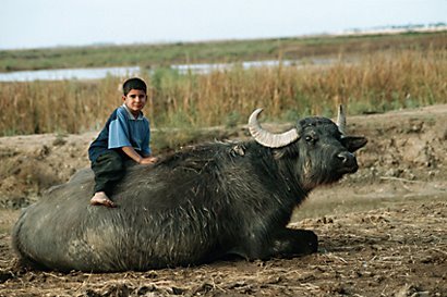 3iraqiya:   أهوار العـــــــــراقـــــــــــــــــــــــــــــــــــالى أي حد من الأنسانية عند العراقي حتى أوصلته الى ايجاد نوع من الالفة بينهوبين