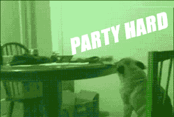 cogollitodeabril:  PARTY HARD XD  