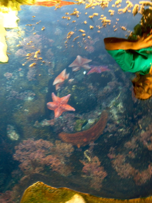 Ocean Bowl and the aquarium today (: