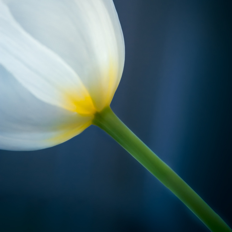 Tulipe By Sarah_M