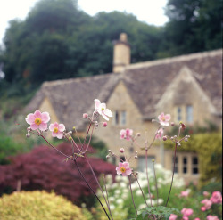 allthingseurope:  Bibury, England (by miuco*) 