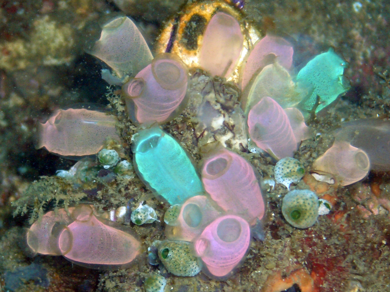 tea-lites:  Ascidian (Rhopalaea Crassa), fluorescent-colored sea squirts.