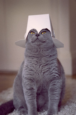 toocooltobehipster:  (via A cat with a hat - Imgur) 