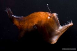 thewaterrealm:  An Angler Fish Photo courtesy of Dante Fenolio