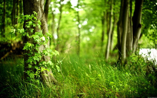 Forest Fairy Tales