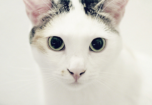 songsoftheflow:  Los ojos del segundo gato ♥! 