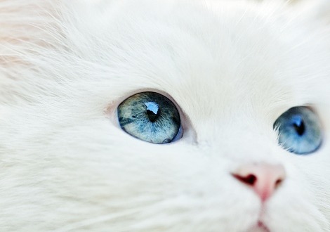 songsoftheflow:  Los ojos del segundo gato ♥! 