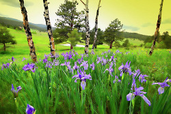 bluepueblo:  Spring Iris, Rocky Mountains,