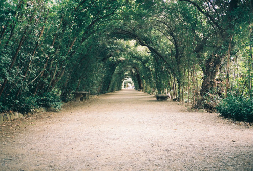 Cypress Alley by moniko moniko on Flickr.