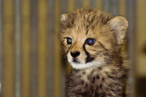 thefluffingtonpost:  8 Baby Cheetahs Who adult photos