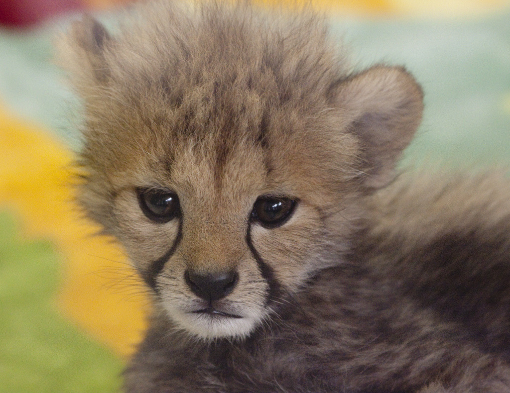 thefluffingtonpost:  8 Baby Cheetahs Who Will Grow Into Ruthless Killing Machines