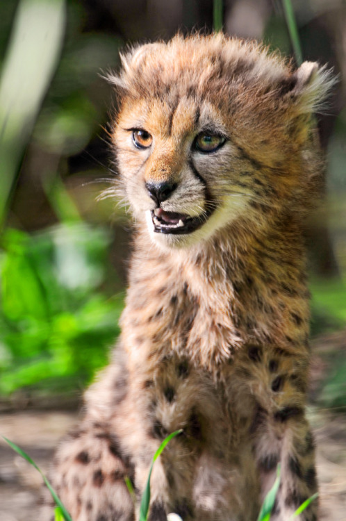 Porn thefluffingtonpost:  8 Baby Cheetahs Who photos