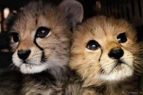 thefluffingtonpost:  8 Baby Cheetahs Who porn pictures