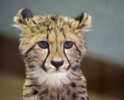 Porn photo thefluffingtonpost:  8 Baby Cheetahs Who