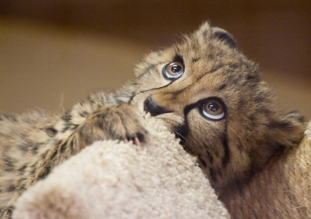 thefluffingtonpost:  8 Baby Cheetahs Who Will Grow Into Ruthless Killing Machines