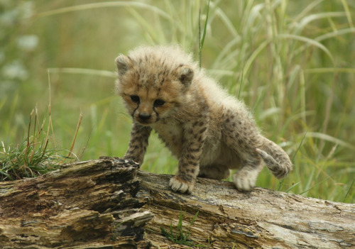 XXX thefluffingtonpost:  8 Baby Cheetahs Who photo