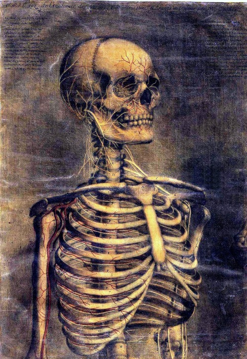 poisonwasthecure:  Detail of the anatomy drawings by Jacques Fabien Gautier d’Agoty 18th Century 