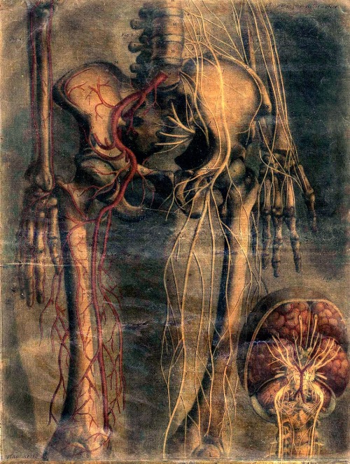 poisonwasthecure:  Detail of the anatomy drawings by Jacques Fabien Gautier d’Agoty 18th Century 