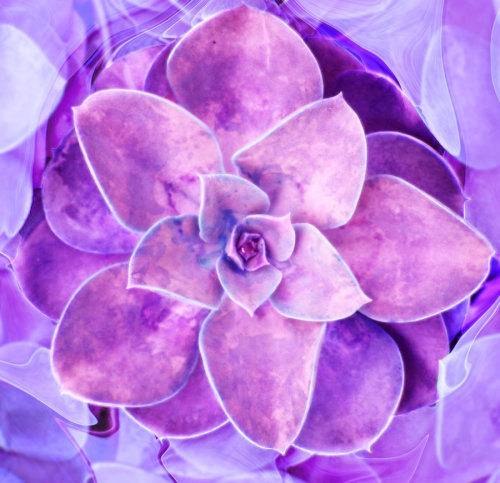 pyrrhic-victoria:  Desert Rose by ~PyrrhicV 