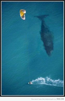 9gag:  Awesome picture is awesome!  m