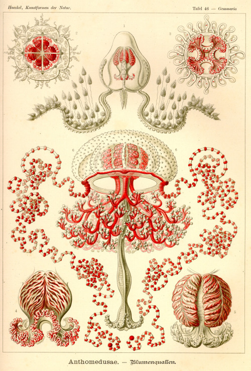 aleyma:Ernst Haeckel, “Anthomedusae”, from Kunstformen der Natur, 1904 (source).