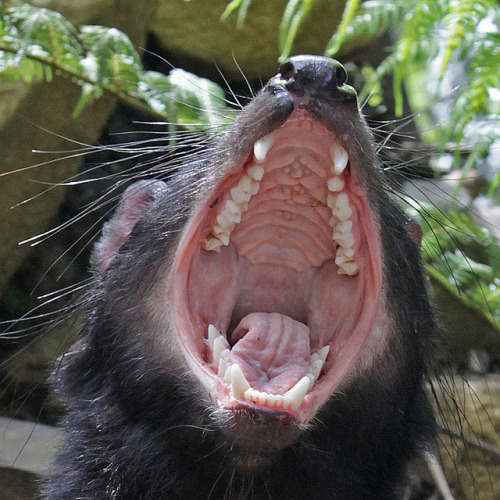 thedevildraws:The highly endangered Tasmanian Devil. They are becoming extinct due to Tasmanian Devi