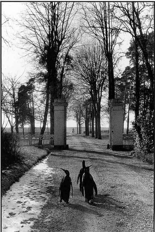 firsttimeuser: Le repos du Cirque Pinder, 1956 by Willy Ronis