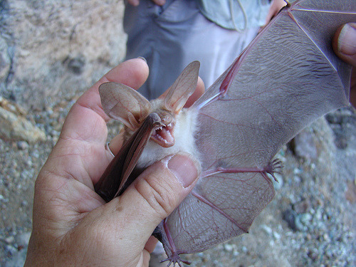 thelittleheathens:  pizzasauced:  UNHAND ME I AM THE NIGHT  Adorable little bundle of evil. 