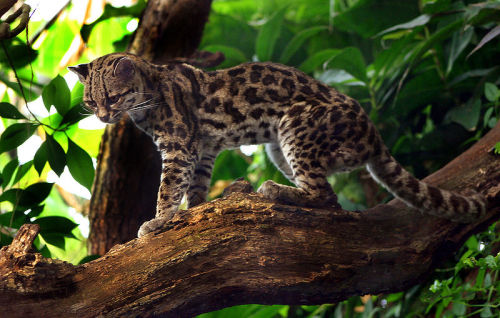 animals-animals-animals:Margay (by Malene)