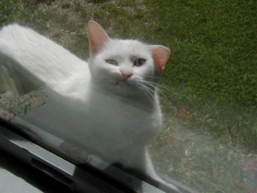 “If you won’t let me in I’ll break down the door with my teeth because I can!”
Photo via I MICI di Lola Grey