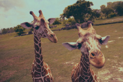 i &lt;3 giraffes