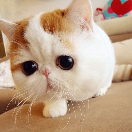 too-dolly:  I think I would only get a cat if it looks like this :D