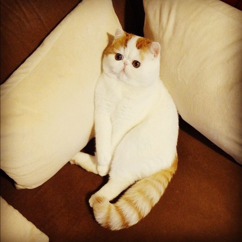 too-dolly:  I think I would only get a cat if it looks like this :D