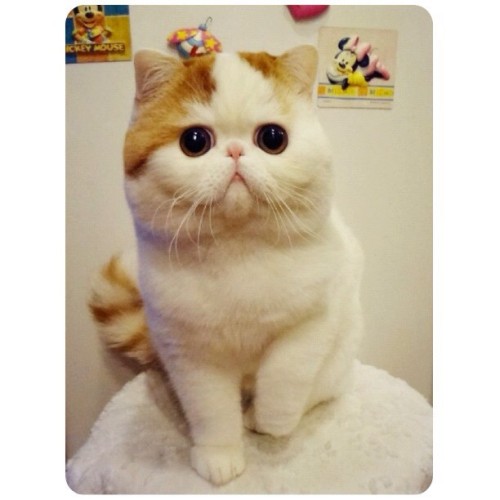 too-dolly:  I think I would only get a cat if it looks like this :D