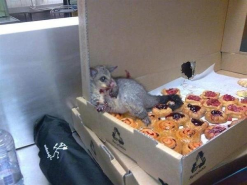 sevignys:xyrophile:brohamsandwich:rgr-pop:bebopalulu:Last night a possum broke into a bakery and ate