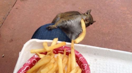 trickster-penguin: THE ANIMALS IN DISNEY ARE RAVENOUS BEASTS LET ME TELL YOU WHAT THEY SEE FOOD AND 