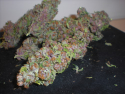 bl0winonmedicinal:  the purps