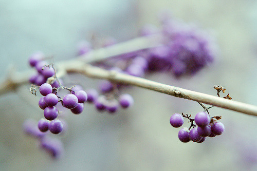 archenland:  lila (by claudiarndt) 
