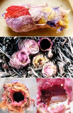 geneticist:  Osmia Avosetta are solitary bees that build their nests by biting petals off of flowers, flying them back one by one, and gluing them together often using nectar as glue. Each nest is a papermache work of art that houses a single bee egg.