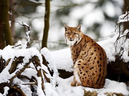 funnywildlife:funnywildlife:A lynx sits on a snow-covered rock!!