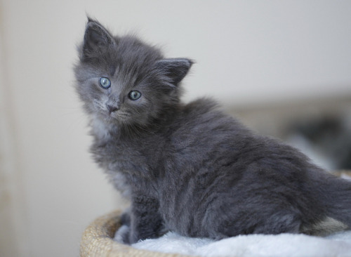 killer-cat:Follow Killer-Cat!