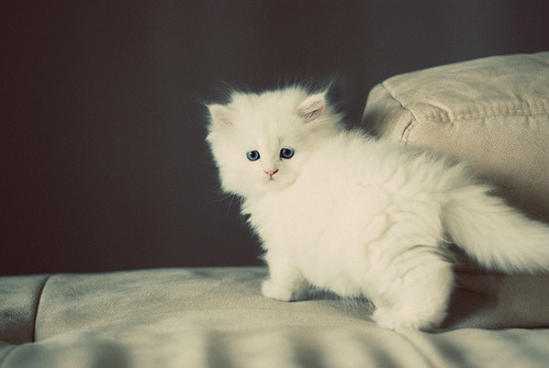 letsbedelightful:  I WANT A FLUFFY WHITE KITTY 