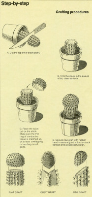 alextyson:The World of Cactus & Succulents