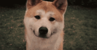 Ai você tenta brigar com seu cachorro: