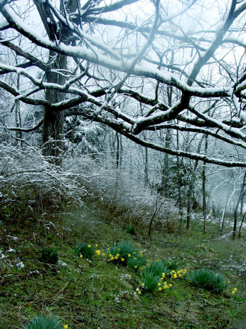 frolicingintheforest:Narcissus in the snow… 