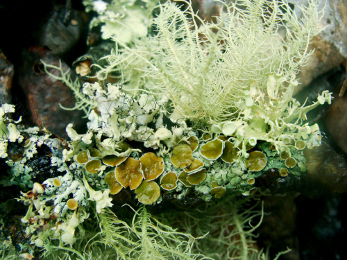 frolicingintheforest:This little piece of wood had an awesome variety of lichen!