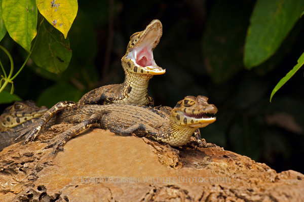 twelve-countries:  During the time I spent at Lago Huitoto in the Amazon Basin of