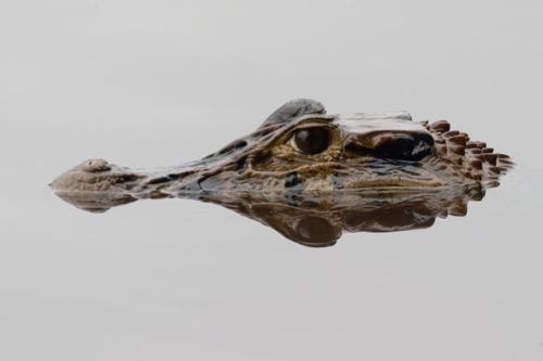 twelve-countries:  Black Caiman (Melanosuchus niger) - Lake Cocococha, Explorers Inn, Peru, 24th January 2006 http://birding.noobab.com/birding/reptiles/crocodilians