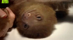 some-disgraced-cosmonaut:  Teeny tiny baby sloth is treated for mange by being shorn,