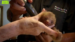 some-disgraced-cosmonaut:  Teeny tiny baby sloth is treated for mange by being shorn,